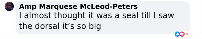 “Absolutely Mesmerizing”: Everyone’s Fawning Over First-Ever Photos Of A Baby Great White Shark “Absolutely Mesmerizing”: Everyone’s Fawning Over First-Ever Photos Of A Baby Great White Shark