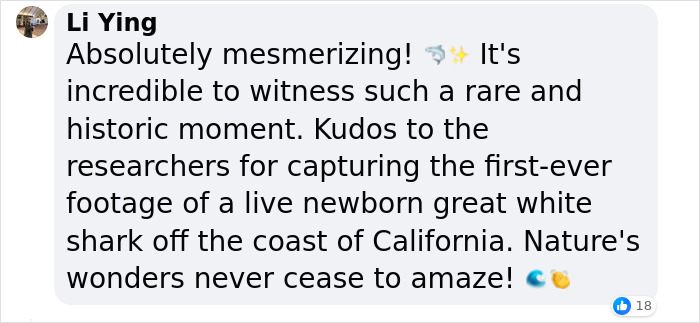 “Absolutely Mesmerizing”: Everyone’s Fawning Over First-Ever Photos Of A Baby Great White Shark “Absolutely Mesmerizing”: Everyone’s Fawning Over First-Ever Photos Of A Baby Great White Shark