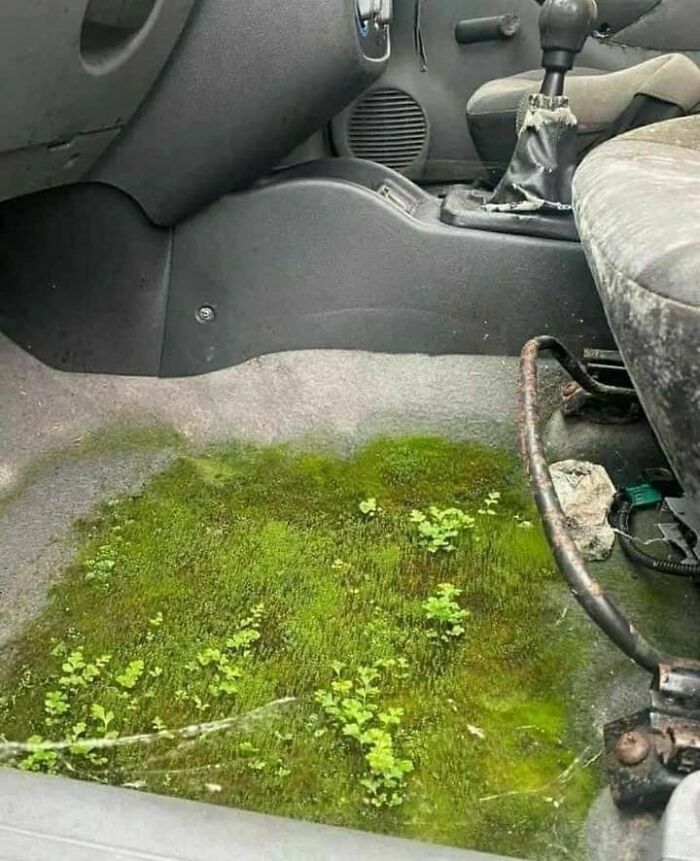 Car interior with grass and moss growing on the floor, creating a humorous and unexpected scene.