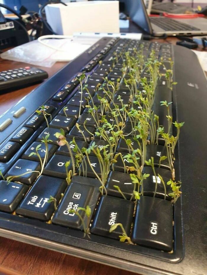 Plants growing between keys on a computer keyboard, creating a humorous scene.