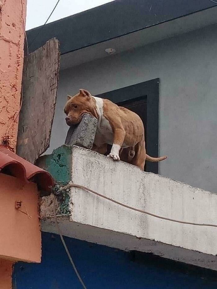 Dog hilariously resting its head on a brick, balancing on a rooftop ledge.