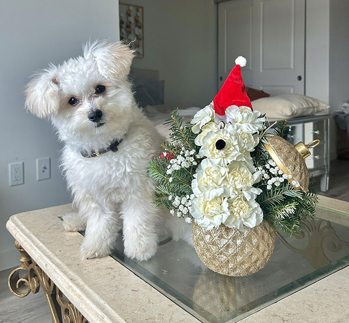 Pomapoo sitting on table next to festive floral arrangement with golden accents and Santa hat.
