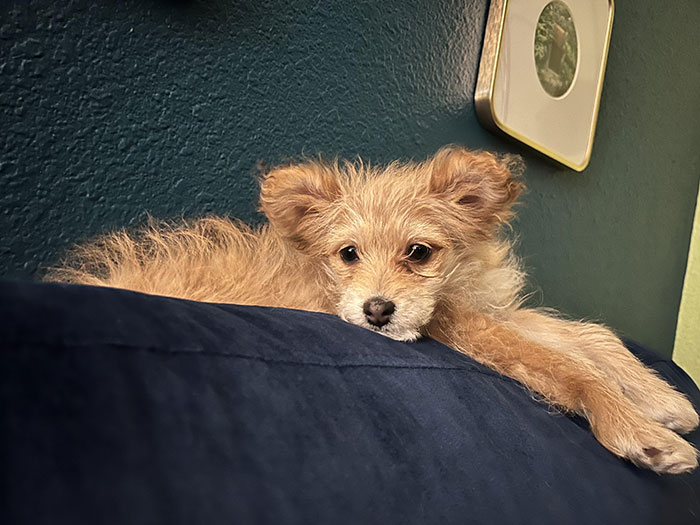 Fluffy Pomapoo dog resting on a blue couch with a teal wall background.