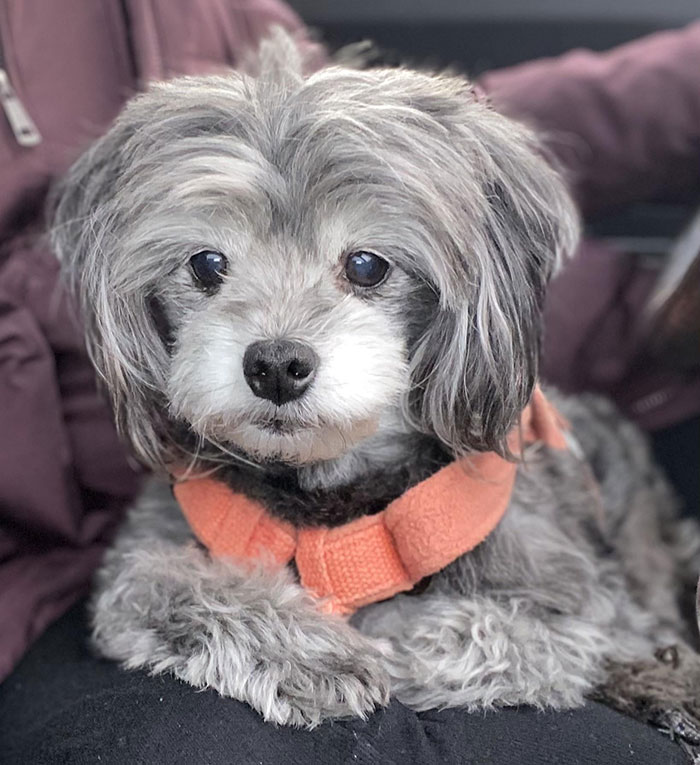 Cute Pomapoo dog with fluffy gray fur wearing an orange harness, sitting contently.
