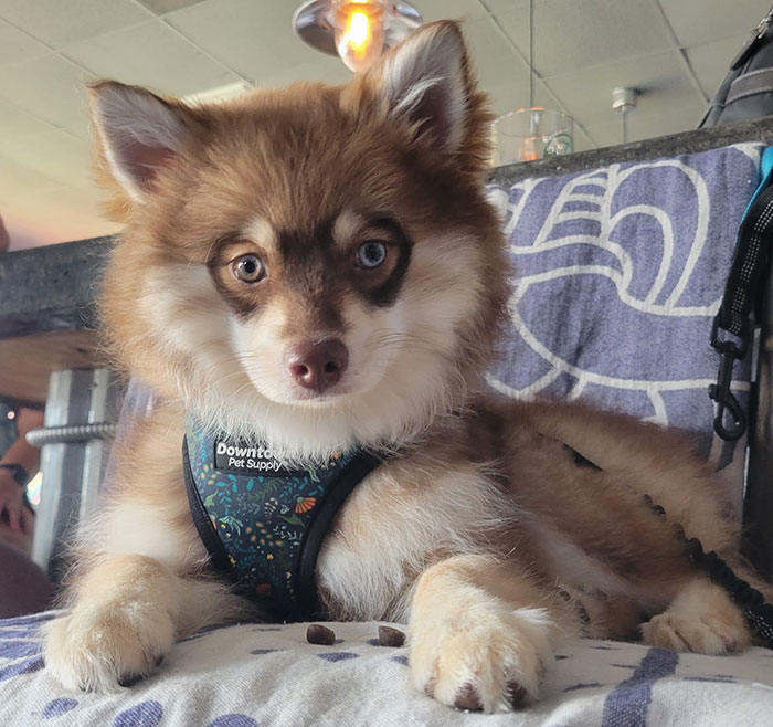 Cute Pomsky dog lying on a sofa in a cozy room, wearing a patterned harness. Cute Pomsky dog lying on a sofa in a cozy room, wearing a patterned harness.