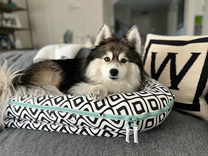 Pomsky dog relaxing on a patterned bed cushion indoors. Pomsky dog relaxing on a patterned bed cushion indoors.