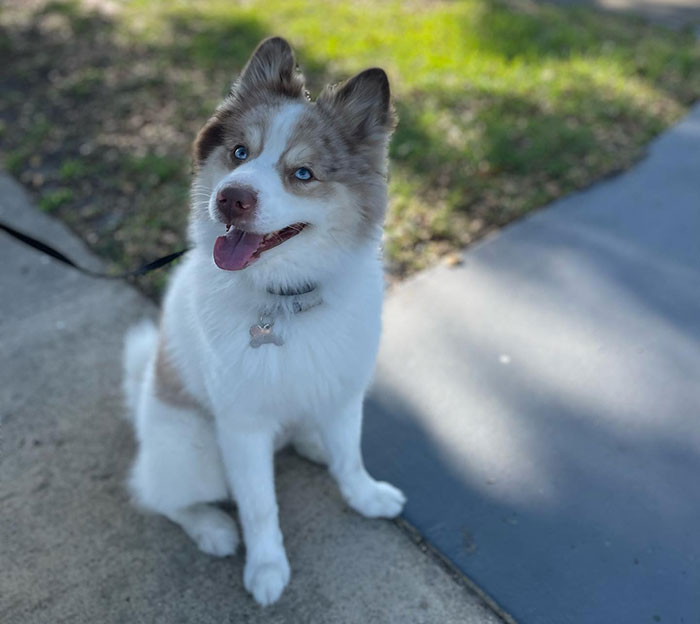 A fluffy Pomsky dog with blue eyes sitting outdoors on a sunny day. A fluffy Pomsky dog with blue eyes sitting outdoors on a sunny day.