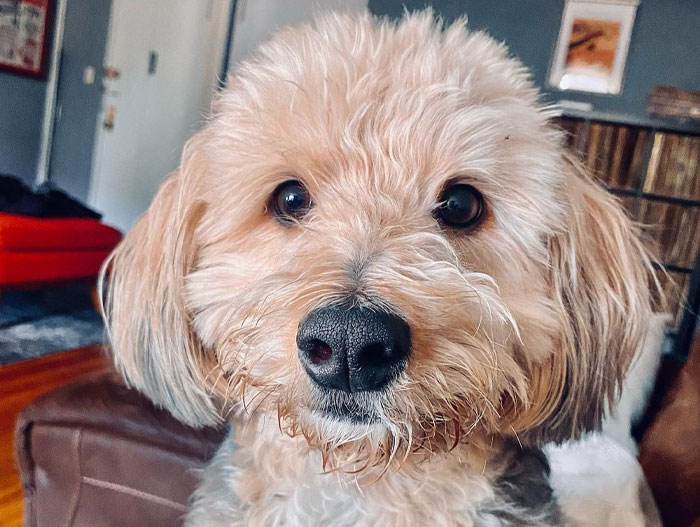 Close-up of a Poogle dog with fluffy beige fur, showing its curious expression indoors.