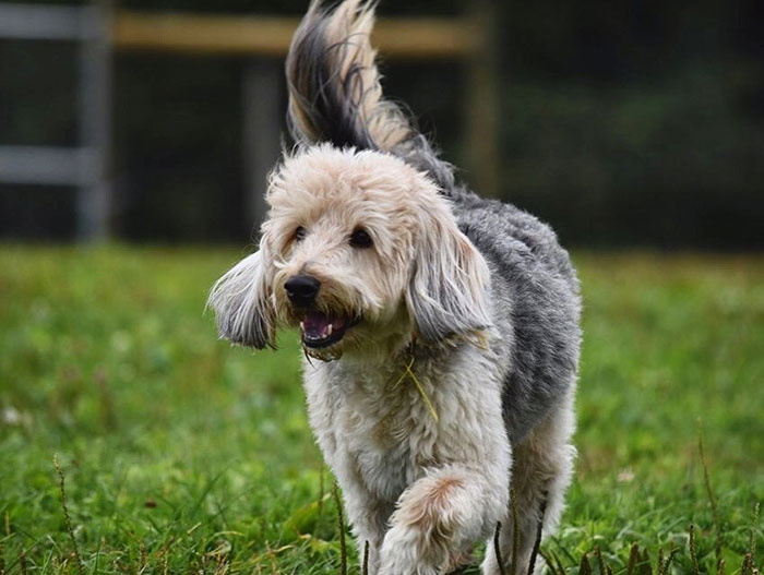 Poogle dog running on a grassy field, showcasing its fluffy coat and playful temperament.