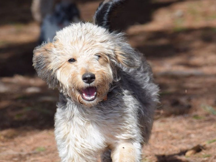 Poogle dog running outdoors with a fluffy coat, displaying friendly temperament.