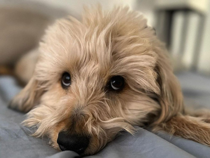 Cute Poogle dog with fluffy fur lying down, showcasing breed temperament and grooming needs.