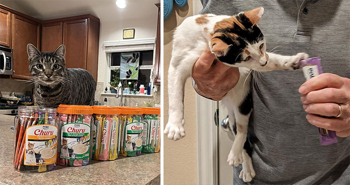 Boost Your Furry Friend's Health With These Lickable, No-Preservatives Cat Treats That Taste So Good, Taking Meds Will Be A Breeze!