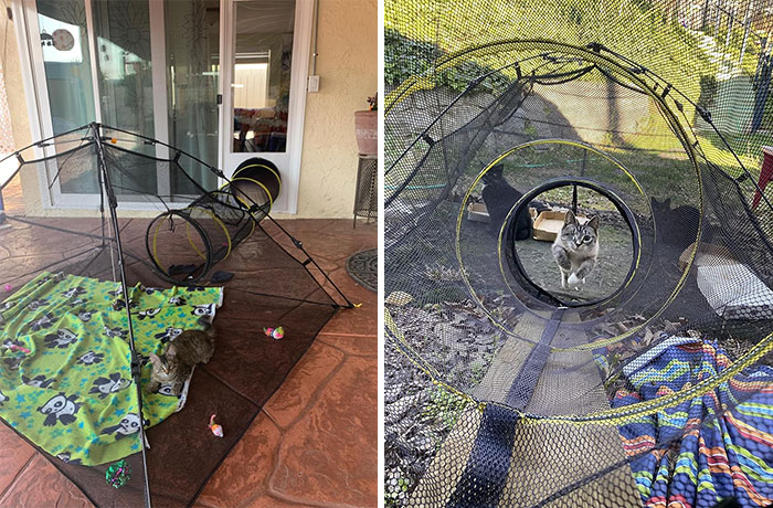 Unlock Your Indoor Cat's Wild Side With A Safe, Predator-Proof Outdoor Enclosure - Finally, They Can Frolic Free Without Your Constant Supervision, Just How They Like It!