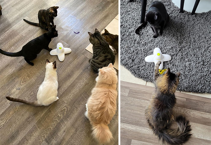 Bring Out Your Cat's Inner Hunter With This Interactive Butterfly Toy, Making Their Playtime Ridiculously Fun And Tackling Their Boredom Blues.