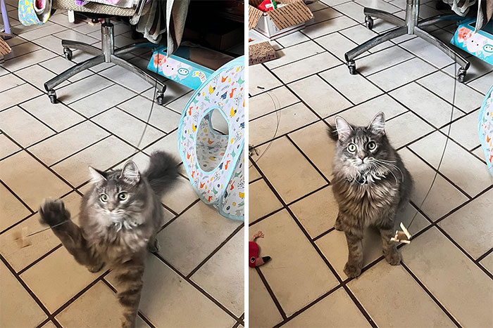 Interactive Cat Toy: The Purrfect Blend Of Spring Steel Wire And Rolled Cardboard That's Already Been Kitty-Approved By Over 8 Million Cats!