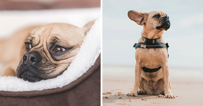 Puggle Dog Breed: Complete Guide