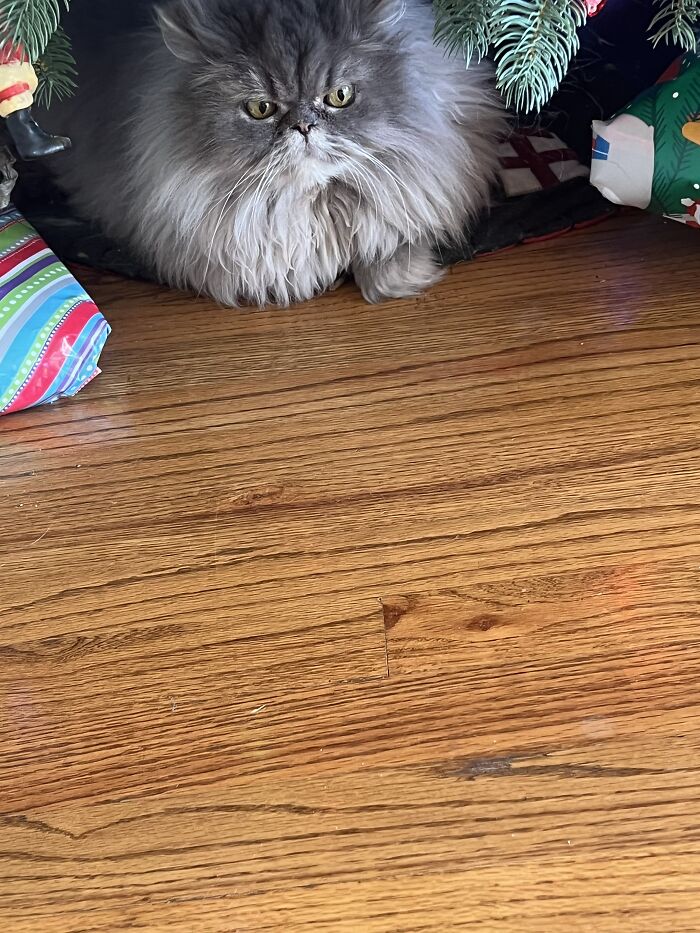 Puggy Loved To Sit Under The Christmas Tree. I Miss Him Everyday