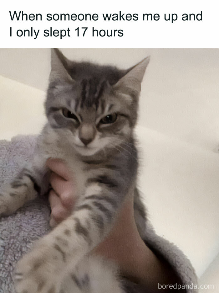 Queen-Of-Sarcasm-Memes