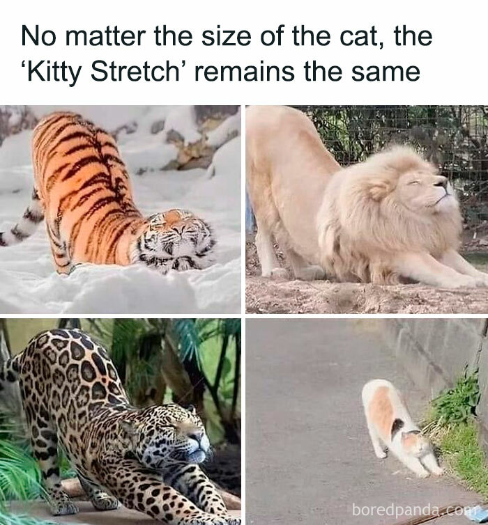 Queen-Of-Sarcasm-Memes