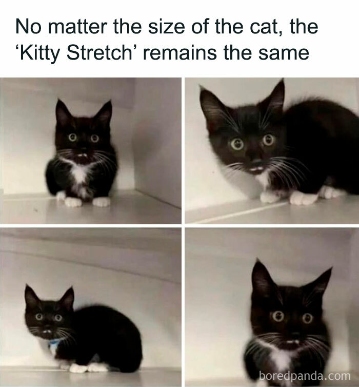 Queen-Of-Sarcasm-Memes