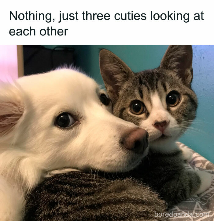 Queen-Of-Sarcasm-Memes