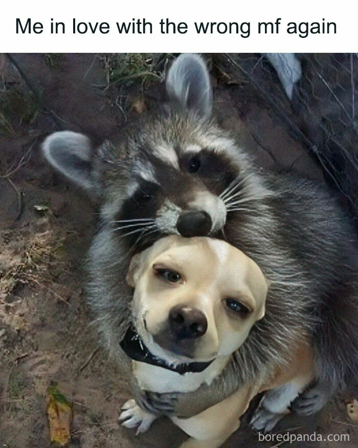 Random-Memes-For-Days