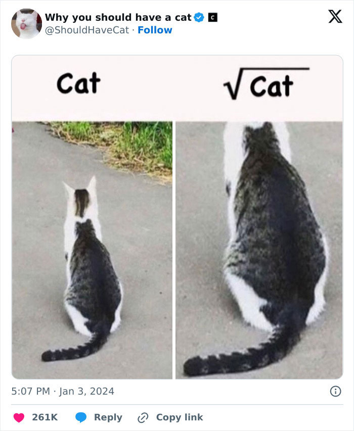 Reasons-Why-You-Should-Have-A-Cat