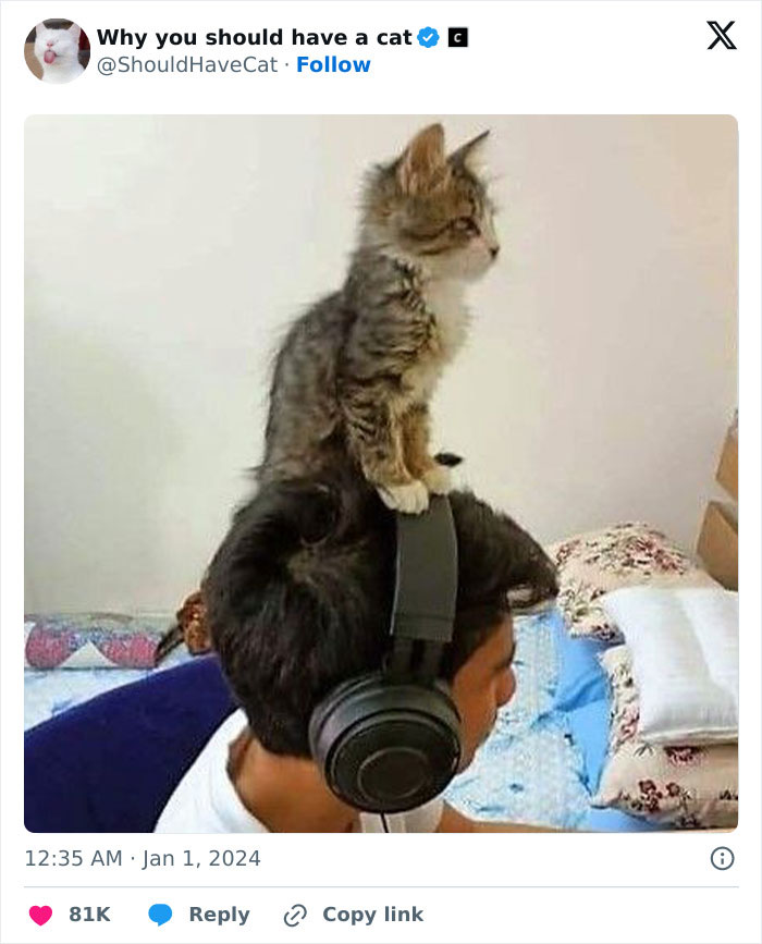 Reasons-Why-You-Should-Have-A-Cat