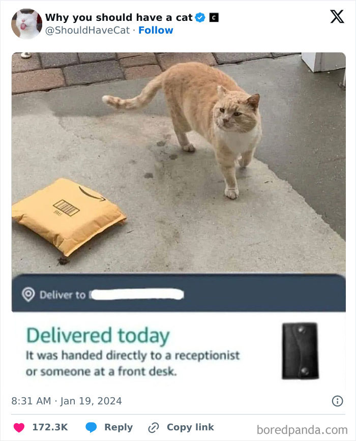 Reasons-Why-You-Should-Have-A-Cat