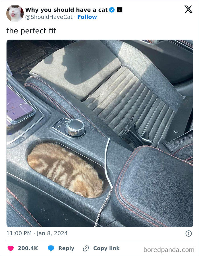 Reasons-Why-You-Should-Have-A-Cat