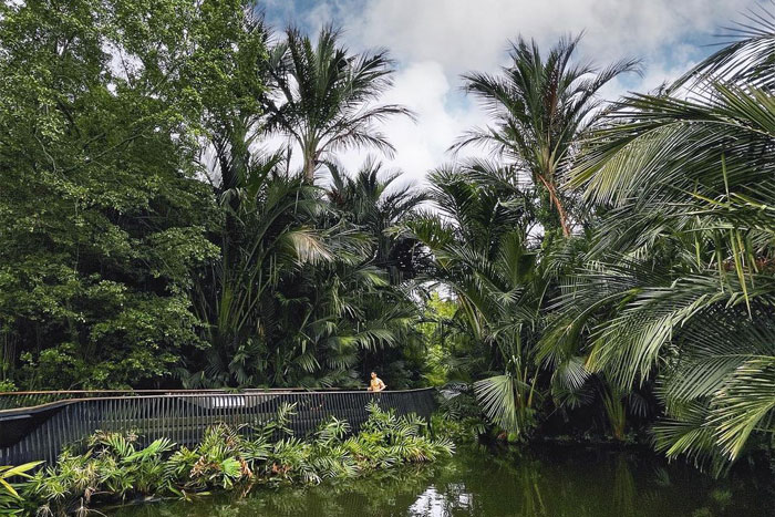Image of a true sago palm.