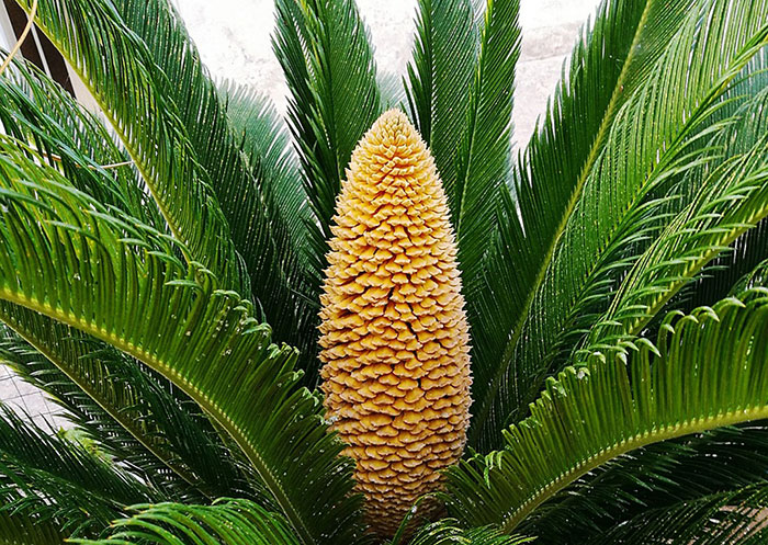 Image of a sago palm with its cone.