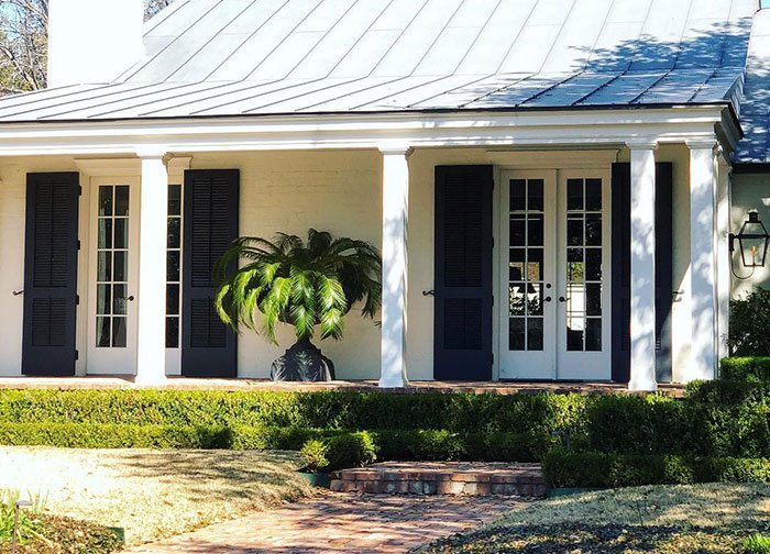 Photography of Sago palm growing outdoors.