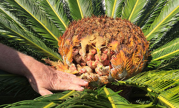 Image of the seeds of sago palm.