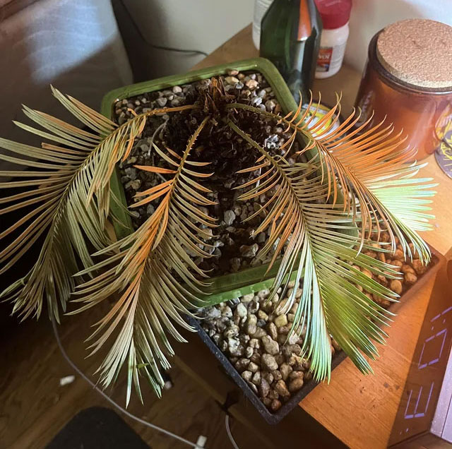Image of sago palm with root rot.