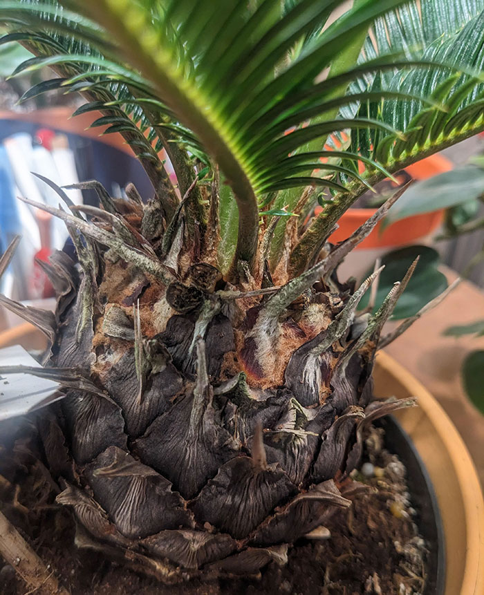 Image of sago palm with sooty mold.