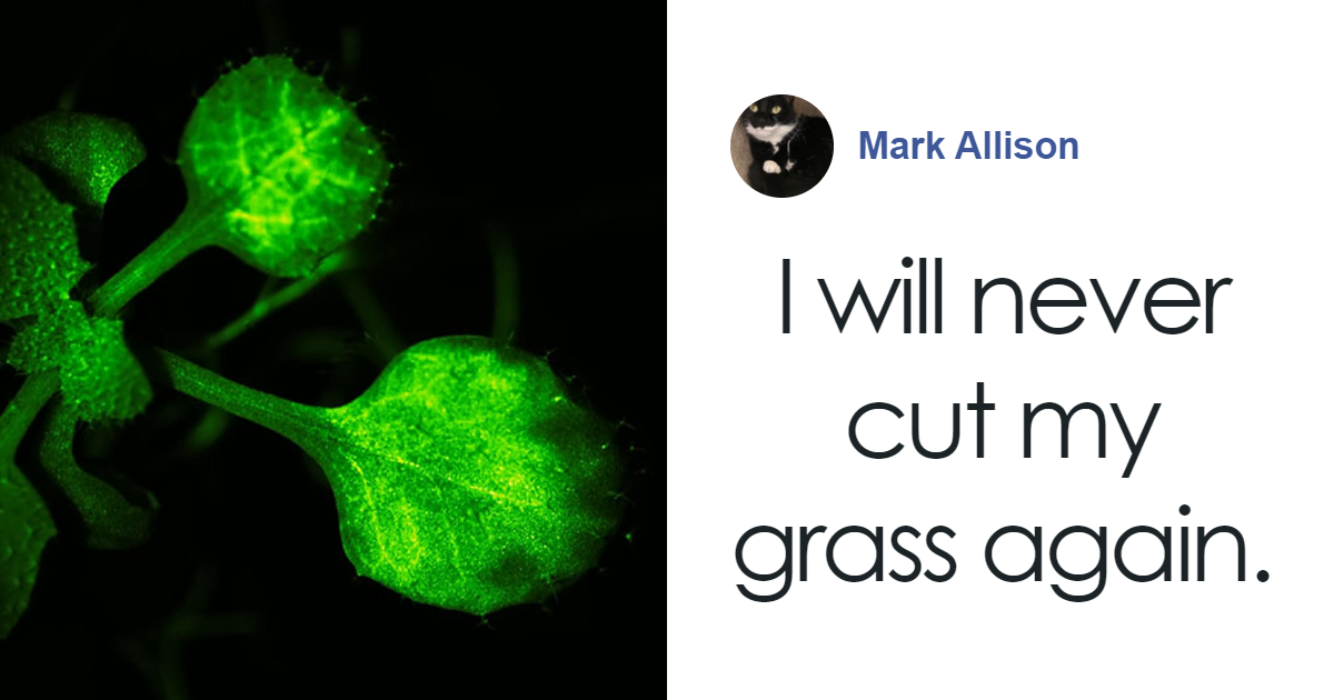 “Amazing” Video Of Plants Talking Has Social Media Reconsidering How They Thought About Life