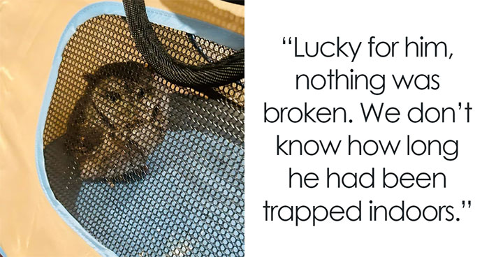 This Owl Didn’t Give A “Hoot”: Owl Rescued From Connecticut Home After Hiding Among Board Games