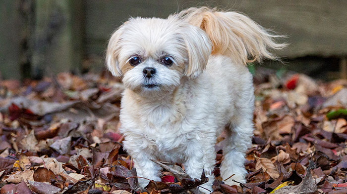 A fluffy Shihpoo dog standing on autumn leaves outdoors.