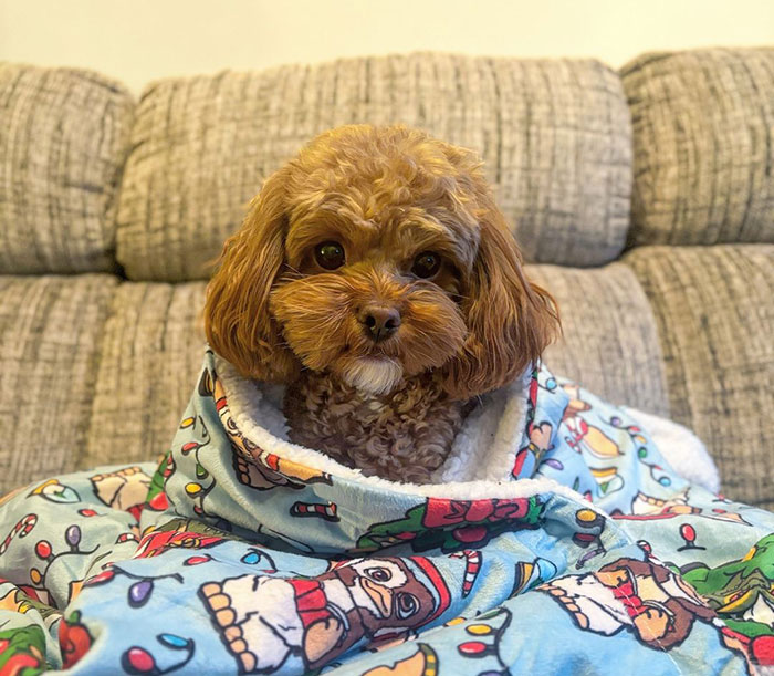 Shihpoo dog wrapped in a colorful blanket sitting on a gray couch.