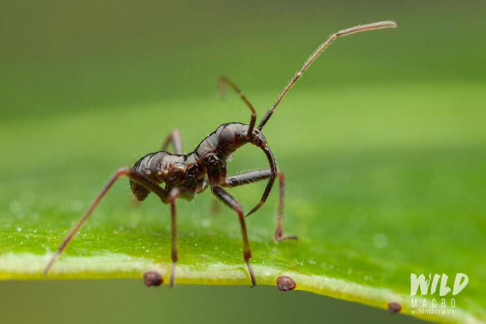 Christian Brokes's Stunning Macro Photography With Godox V1