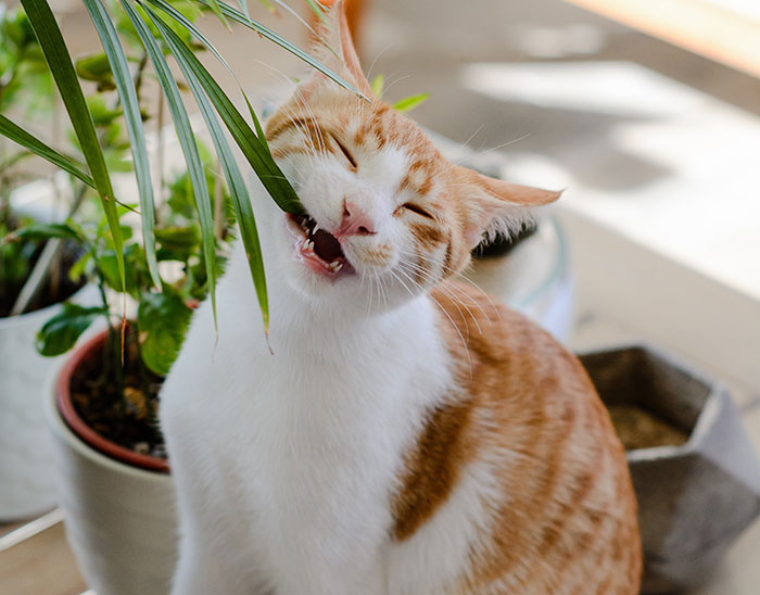Cat biting plant leaf Cat biting plant leaf