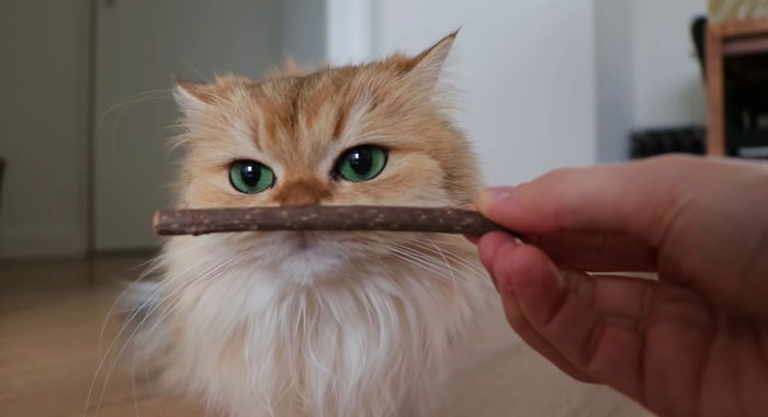 Is Silvervine Safe for Cats? Alternative to Catnip Sticks