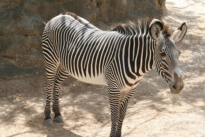 30 Simple Facts About The World To Entertain The Inner Child Within