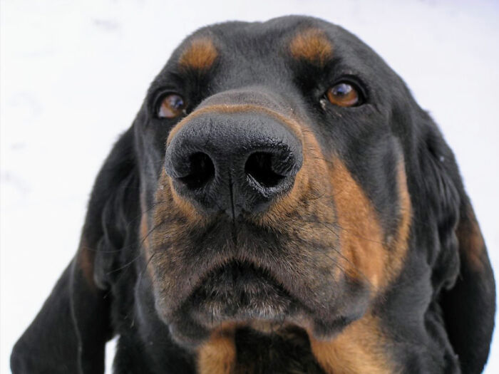 Crockett, 2006-2012. "He Chose Us."