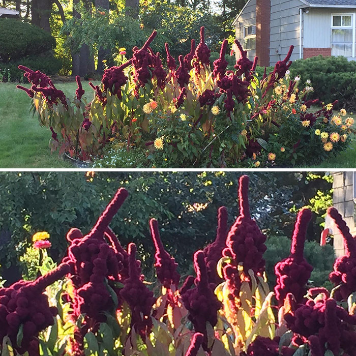 This Plant Flips Me Off Every Morning On The Way To Work