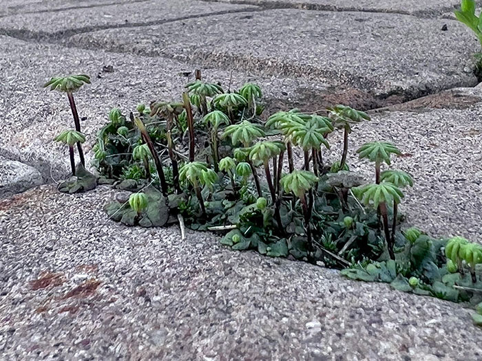 Weeds In Bricks Look Like Oasis