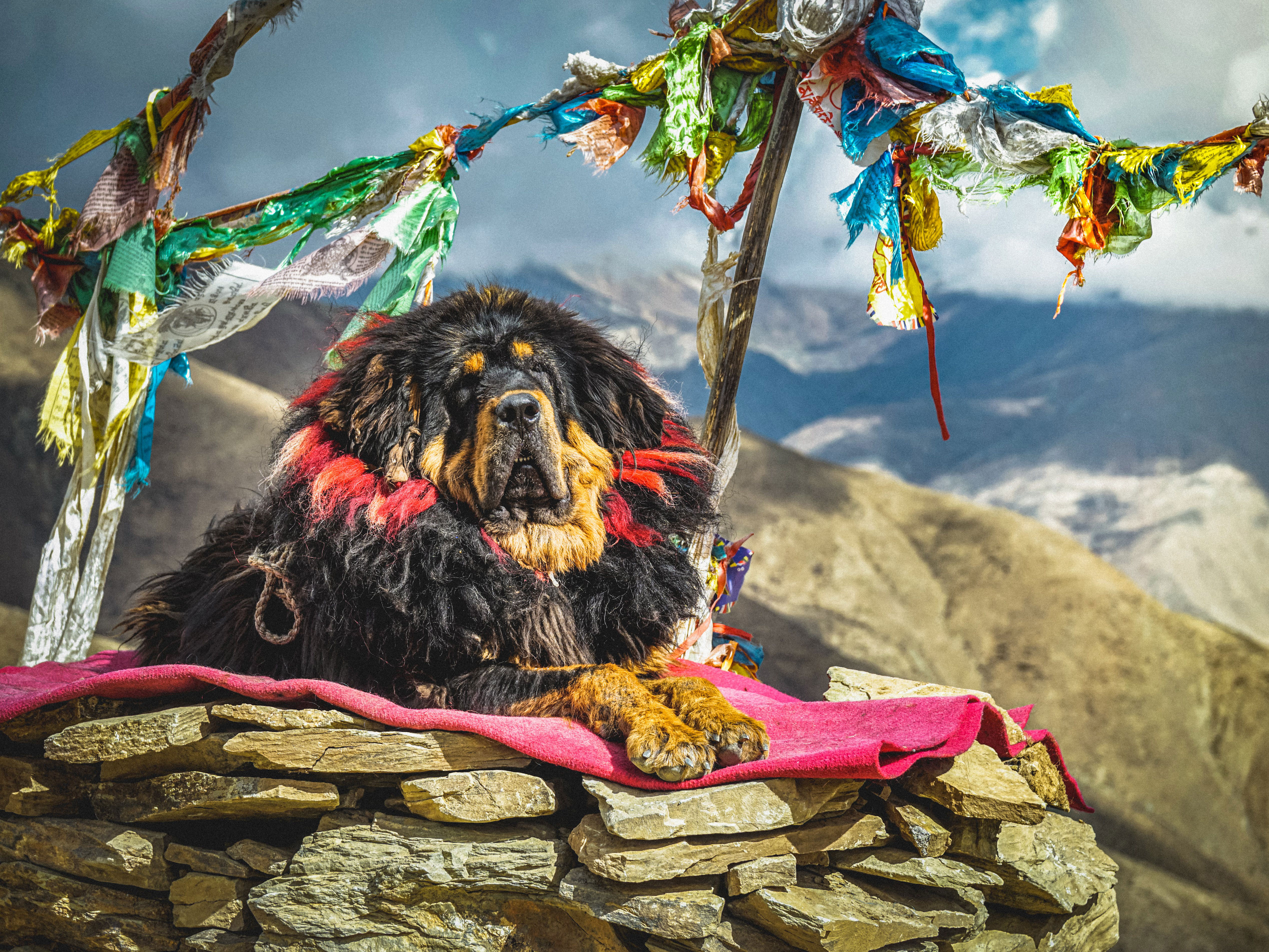 Tibetan Mastiff lying on a stone platform with colorful prayer flags in the background.