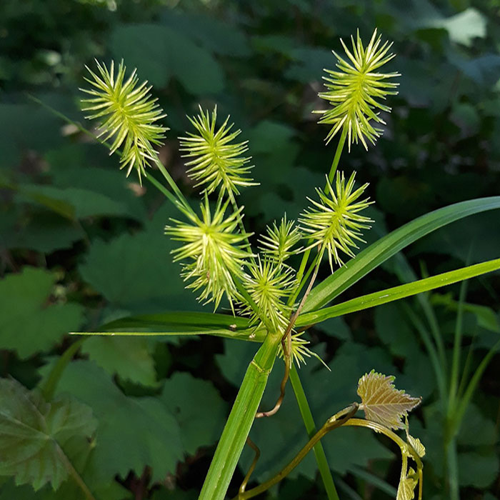 Yellow Nutsedge weed with spiky seed heads and green leaves, a common type of garden weed and how to control them.