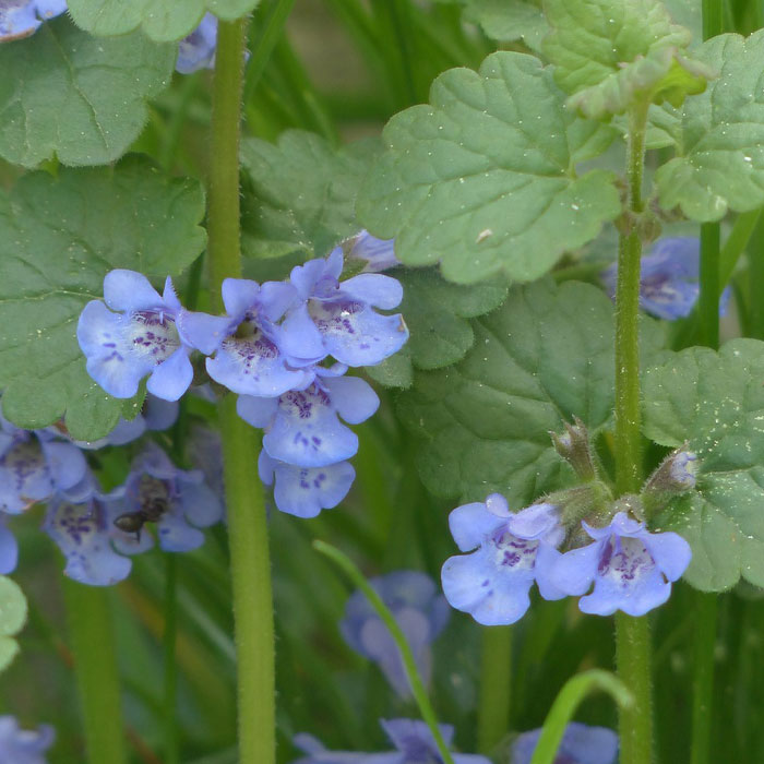 Close-up photograph of Ground-Ivy featuring purple flowers and green leaves, a common weed type in gardens and how to control them.